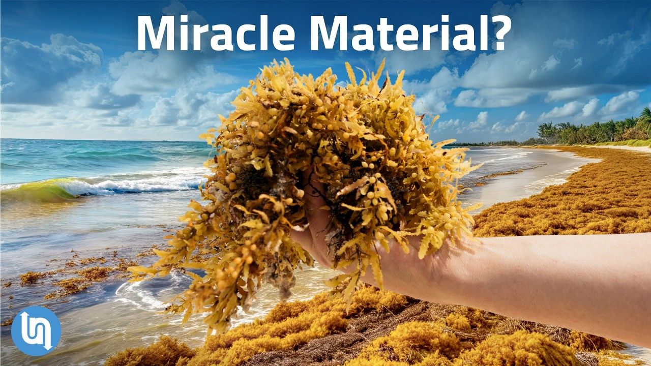 Caribe enfrenta 38 milhões de toneladas de sargaço em 2025, algas sufocam recifes, derrubam turismo e viram tijolos, biogás, cosméticos e até tecidos em startups que transformam desastre em oportunidade sustentável