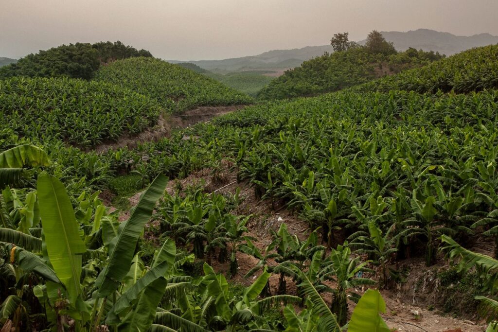 Indústria da banana organiza plantação de bananas, amplia produção de bananas, acelera colheita de bananas e sustenta o consumo de banana para mercados globais.
