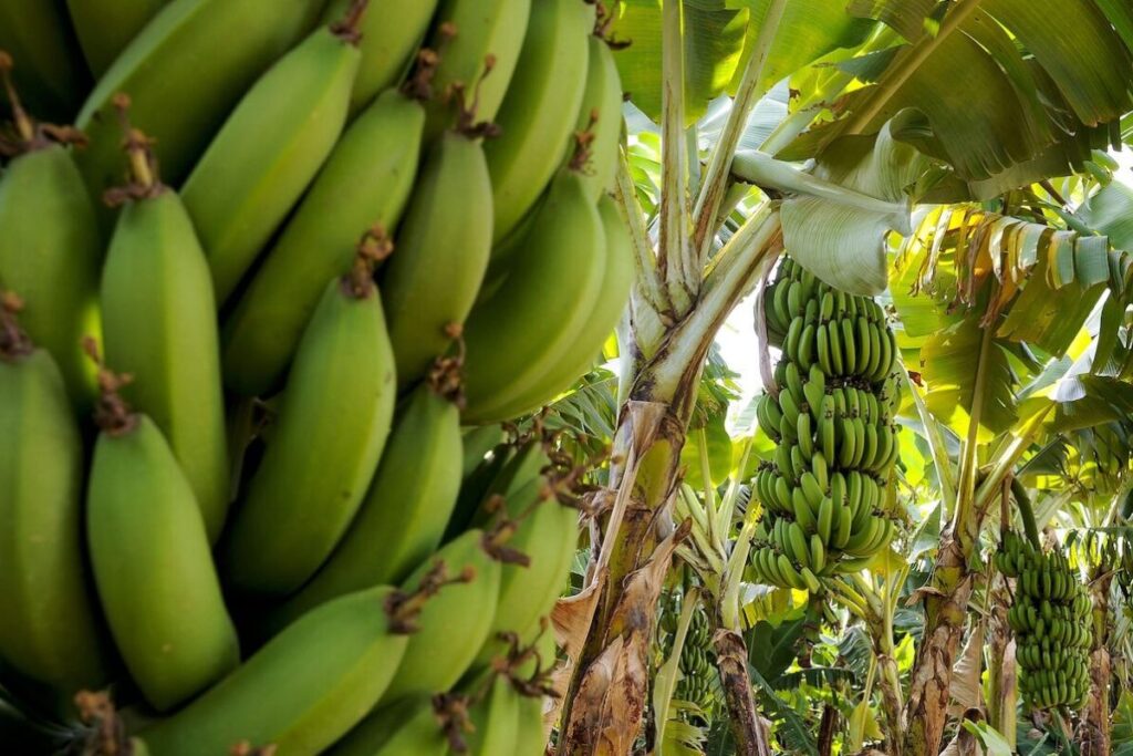 Indústria da banana organiza plantação de bananas, amplia produção de bananas, acelera colheita de bananas e sustenta o consumo de banana para mercados globais.