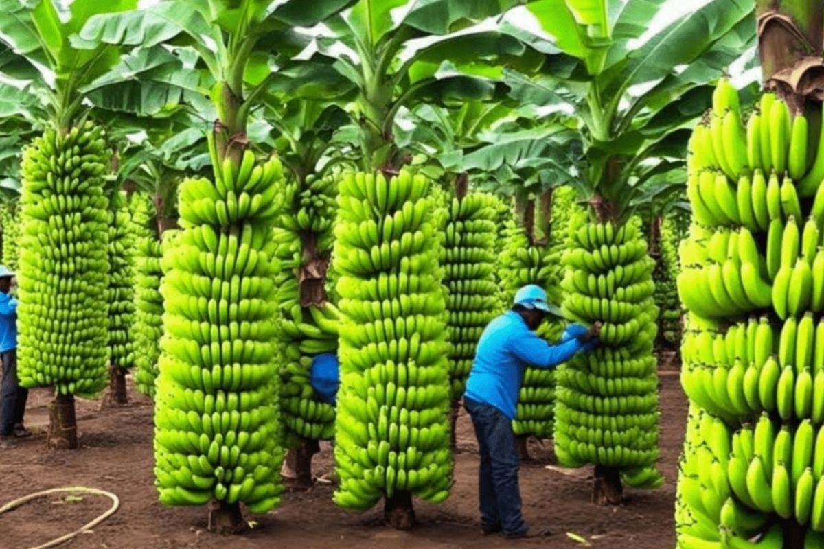 Indústria da banana organiza plantação de bananas, amplia produção de bananas, acelera colheita de bananas e sustenta o consumo de banana para mercados globais.