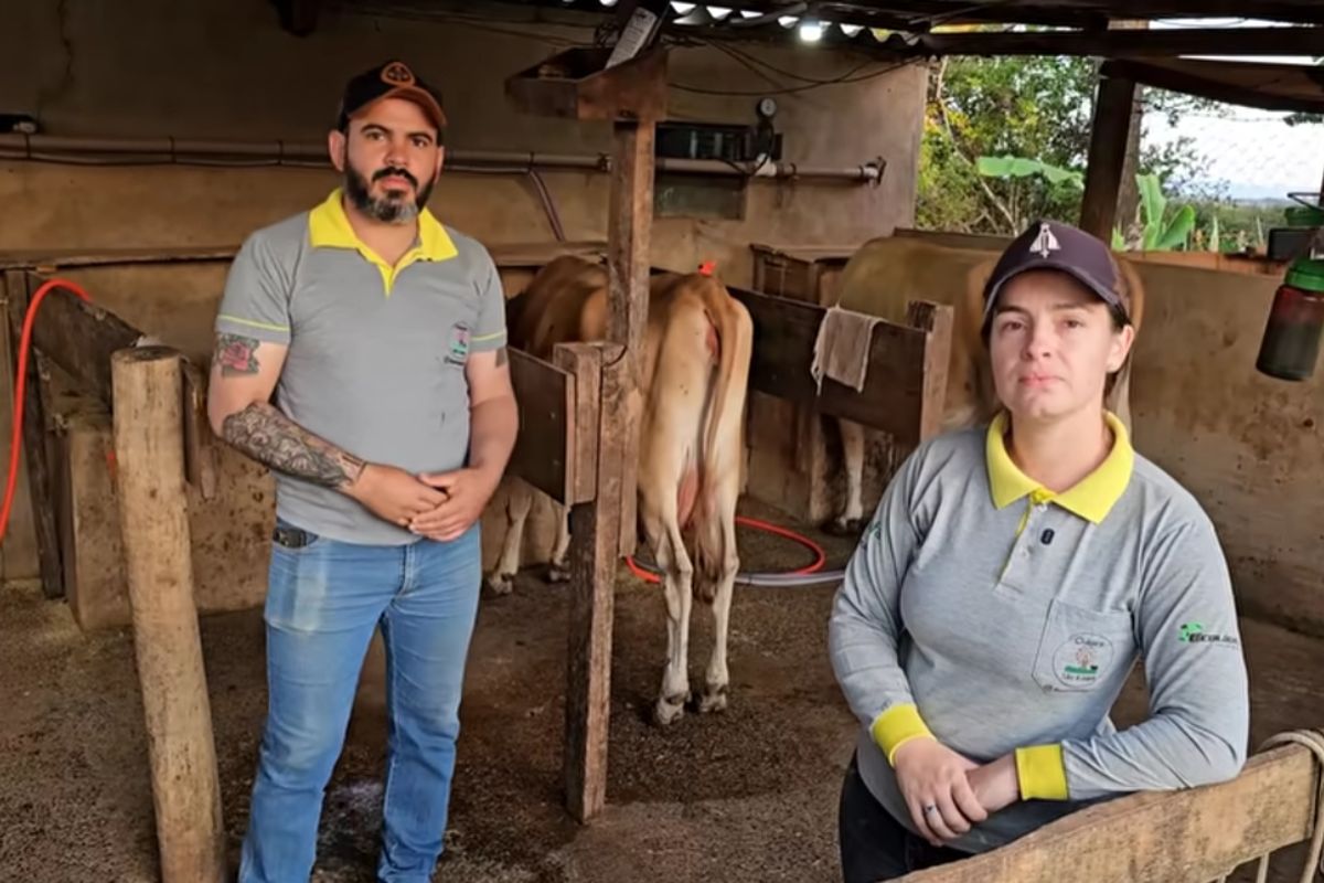 casal vira caso raro na roça em Patrocínio: filhos voltam à fazenda, assumem vacas Jersey, ampliam queijo e café, e mantêm galinhas caipiras como renda complementar.