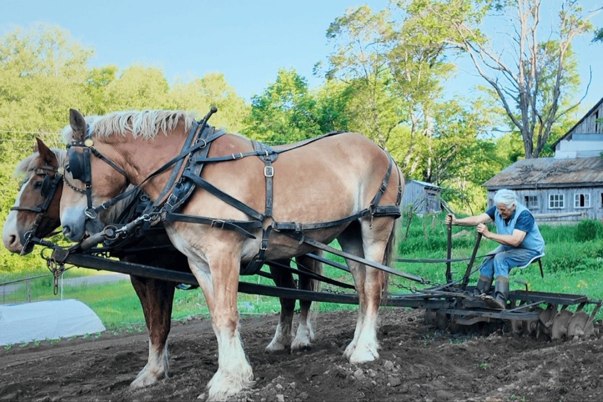 Fazendeira solitária de 70 anos mantém agricultura de 1850 em Vermont, usa cavalos de tração para abastecer 20 famílias e prova que pequenos sistemas ainda podem alimentar comunidades inteiras.