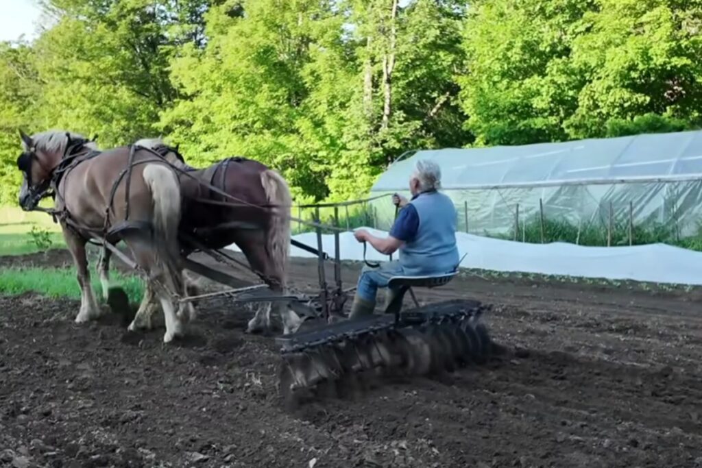 Fazendeira solitária de 70 anos mantém agricultura de 1850 em Vermont, usa cavalos de tração para abastecer 20 famílias e prova que pequenos sistemas ainda podem alimentar comunidades inteiras.