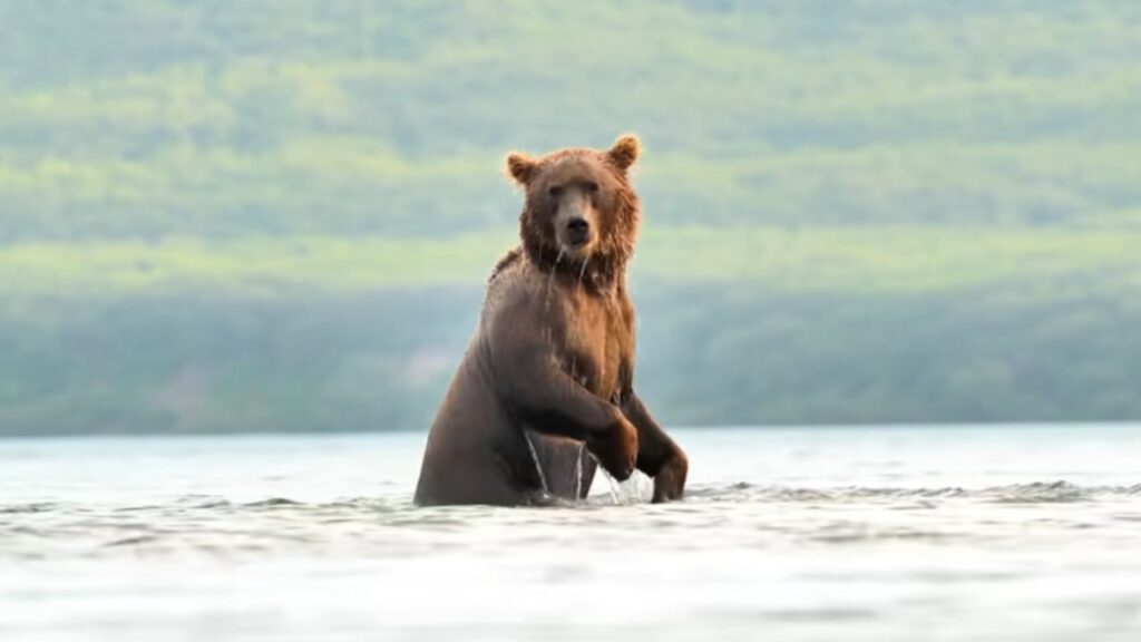 Descubra Kamchatka na Rússia: península de Kamchatka com vulcões da Rússia, vida selvagem abundante e paisagens extremas de fogo, gelo e isolamento.