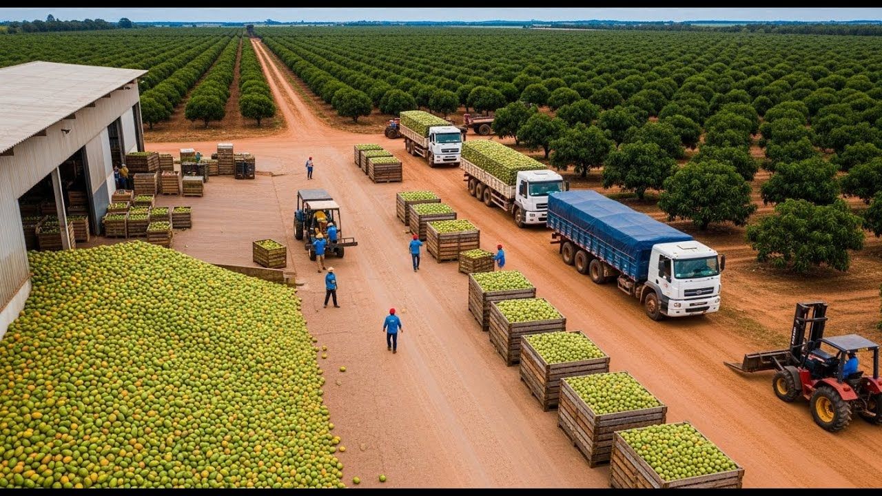 No sertão árido, Vale do São Francisco vira potência ao produzir 32 mil toneladas de manga por ano com irrigação precisa, alta tecnologia, exportação pesada