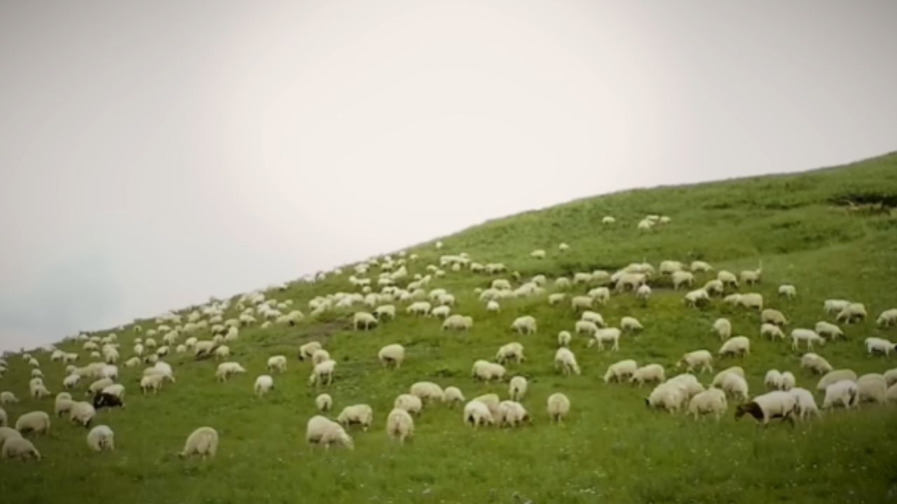 Ovelhas abandonadas em ilha brutal no fim do mundo evoluem sozinhas por 75 anos, viram animais gigantes, agressivos e quase indomesticáveis, e revelam
