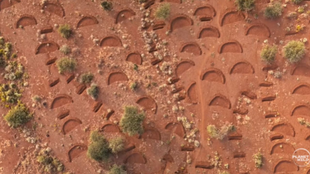 Parecem simples buracos, mas esses 'sorrisos da Terra' recuperam solo morto, armazenam 2 bilhões de litros de água e trazem a vida selvagem de volta ao Quênia