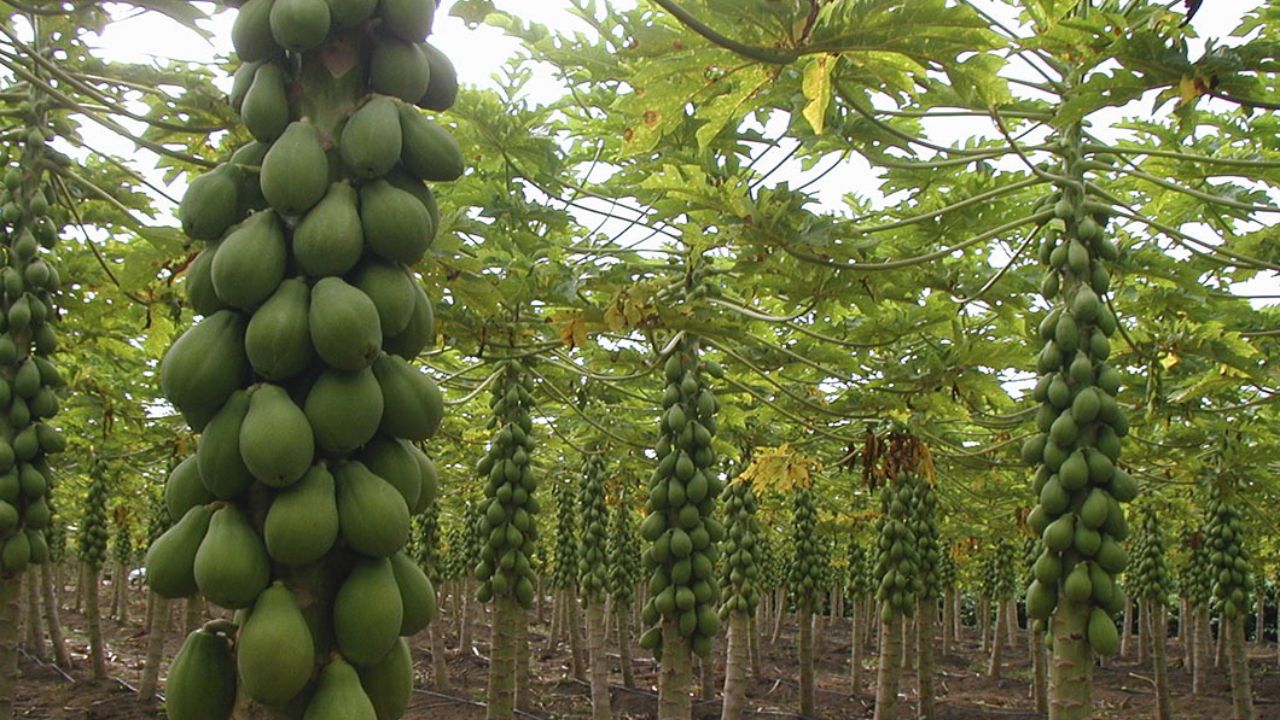 Produtor da Caatinga revela como 15 mil pés de mamão formosa viraram um negócio de exportação para Europa e China, mantém solo vivo com biológicos, enfrenta pragas