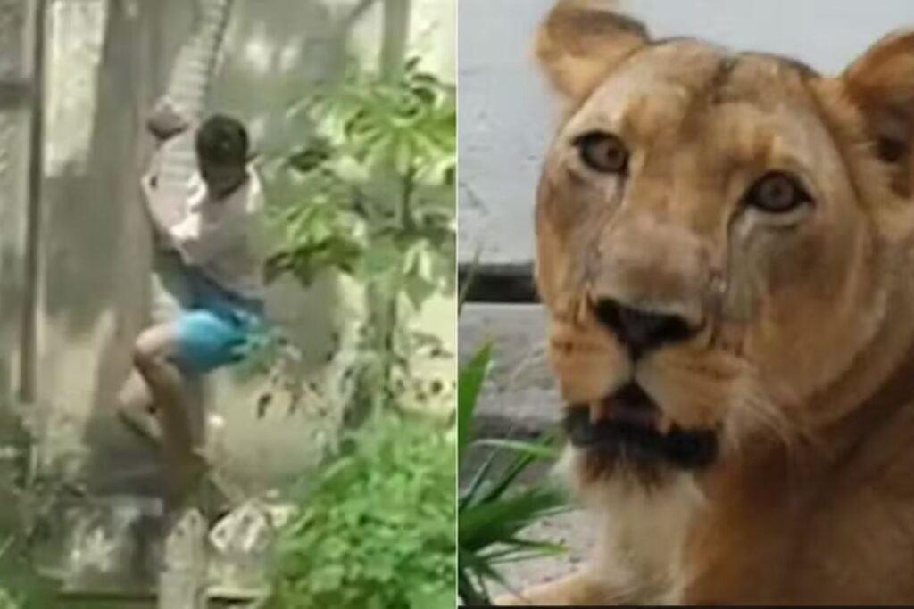 No caso da leoa em zoológico, Richard Rasmussen explica o ataque ao jovem, critica o Estado pela falha na proteção e questiona a eutanásia de um animal que só seguiu o instinto.